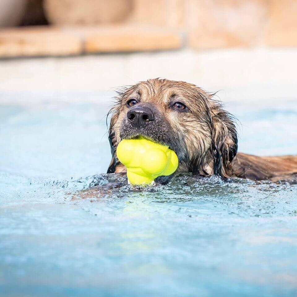 Hyper chewz hot sale ball