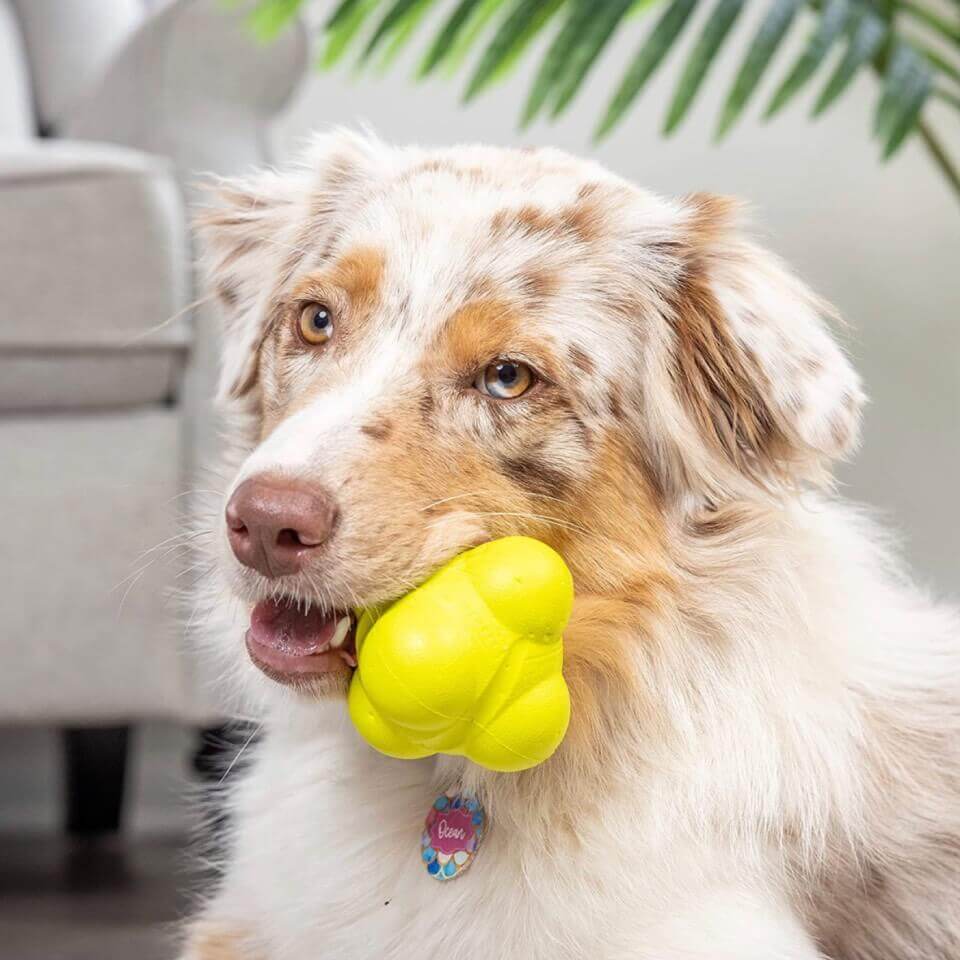Hyper Pet Chewz Bumpy Ball Dog Toy